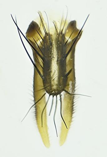 Delia platura